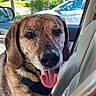 Buddy joined the competition — help win amazing prizes! animal, brindle_coat, canine, car_seat, close_up, collar, daylight, dog, ears, fur, happy, inside_car, leash, outdoor_view, pet, seatbelt, snout, suburban, tongue_out, window