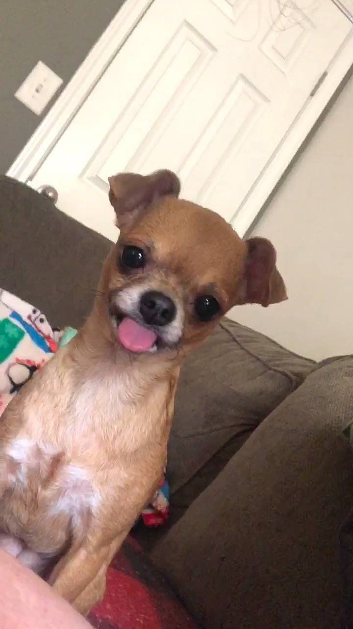 Sadie is registered to the contest to win money with this photo: canidae, carnivore, chihuahua, comfort, companion_dog, corgi_chihuahua, dog, dog_breed, dog_supply, eye, fawn, fur, liver, paw, snout, sporting_group, toy_dog, whiskers, wood, working_animal