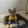 dog, french_bulldog, pet, animal, portrait, sitting, yellow_shirt, gold_chain, dog_bed, plush_toys, stuffed_animals, chew_toy, indoor, home, floor, wall, gray, brown, cute, serious_expression