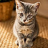 kitten, cat, gray_tabby, fur, whiskers, curious, eyes, paws, sitting, woven_mat, indoor, pet, cute, animal, domestic_cat, portrait, closeup, young, soft_light, adorable