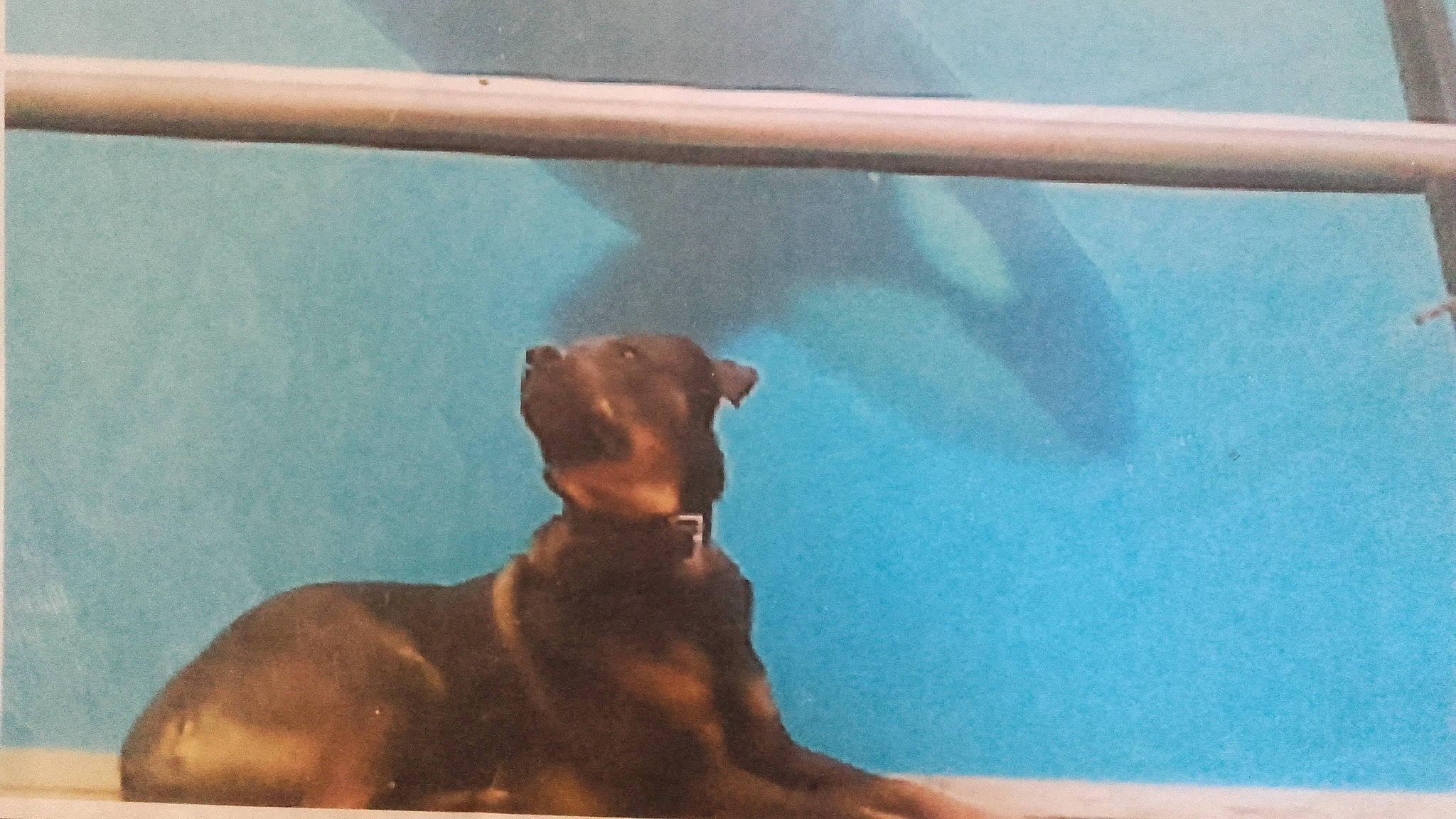 Grizzly a rejoint le concours — aidez-le/la à gagner de superbes lots ! art, canidae, carnivore, companion_dog, dog, dog_breed, fawn, flooring, guard_dog, liver, pet_supply, rectangle, snout, sporting_group, tail, terrestrial_animal, tints_and_shades, water, wood, working_animal