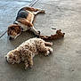 beagle, calm, chewed_toy, collar, companion, concrete_floor, curly_fur, dog, domestic_animal, leisure, nap, outdoor_surface, pair, pet, plush_toy, poodle, resting, shadow, short_coat, sleeping