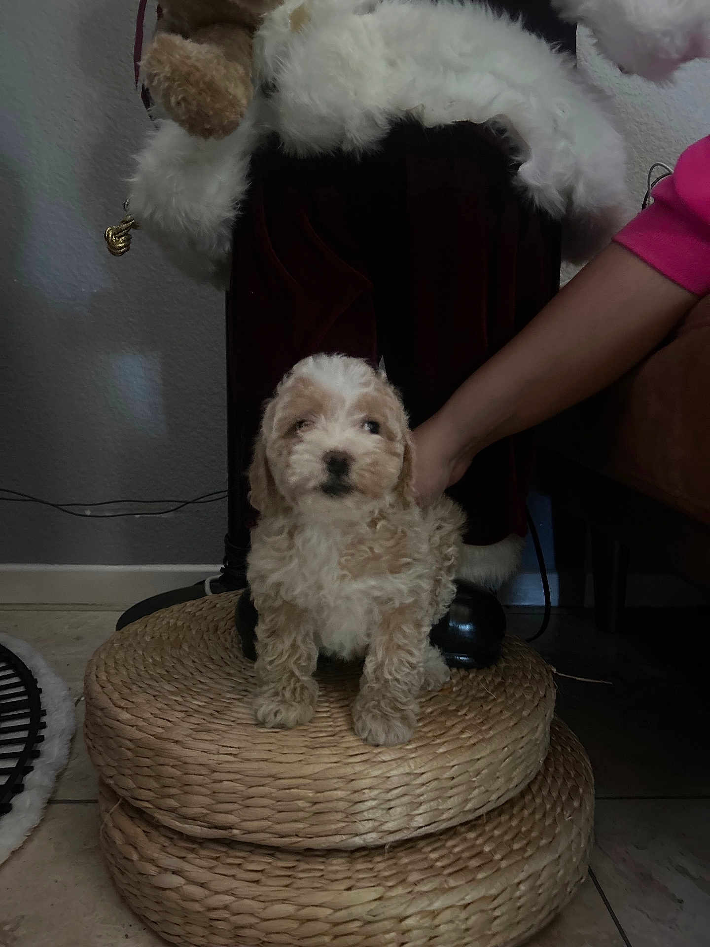 Daisy is registered to the contest to win money with this photo: arm, brown_and_white, christmas_decor, cozy, curly_fur, cute, decor, dog, floor_tile, hand, indoor, living_room, pet, portrait, puppy, sitting, small_animal, stuffed_animal, wall, woven_cushion