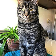 Tiger joined the competition — help win amazing prizes! cat, tabby, yellow_eyes, plant, potted_plant, blue_towel, indoor, feline, pet, fur, whiskers, sitting, animal, domestic_cat, striped, portrait, looking_at_camera, table, houseplant, cozy