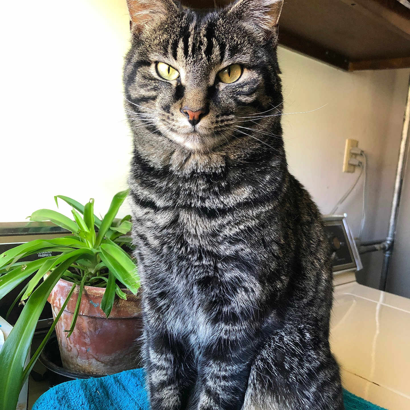 Tiger joined the competition — help win amazing prizes! animal, blue_towel, cat, cozy, domestic_cat, feline, fur, houseplant, indoor, looking_at_camera, pet, plant, portrait, potted_plant, sitting, striped, tabby, table, whiskers, yellow_eyes