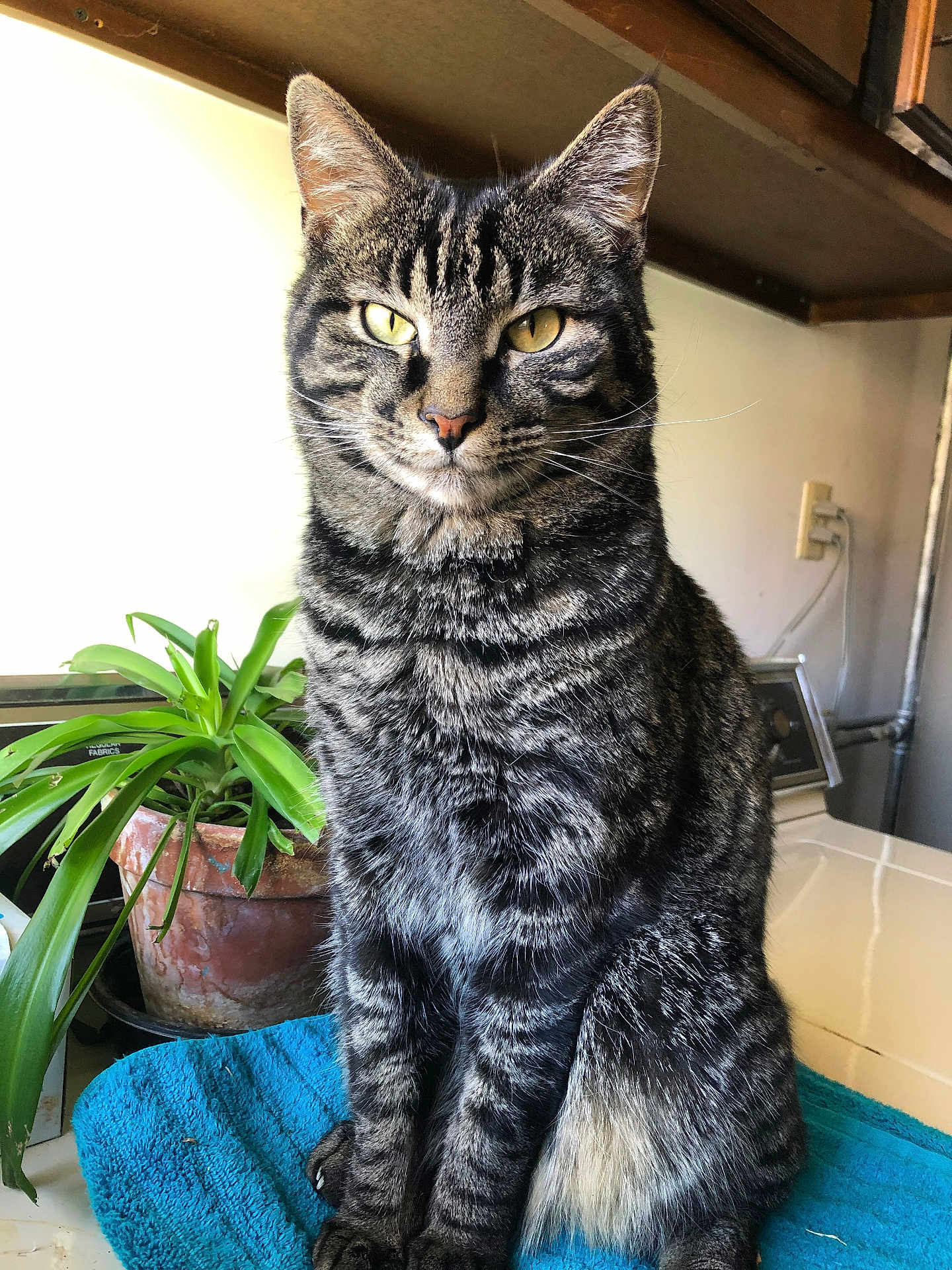 Tiger joined the competition — help win amazing prizes! cat, tabby, yellow_eyes, plant, potted_plant, blue_towel, indoor, feline, pet, fur, whiskers, sitting, animal, domestic_cat, striped, portrait, looking_at_camera, table, houseplant, cozy