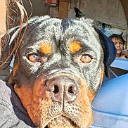 Felix joined the competition — help win amazing prizes! animal, background, black_and_brown, casual, close_up, clothing, dog, expression, face, fur, human, indoor, nose, person, pet, portrait, resting, rottweiler, shoulder, sunlight