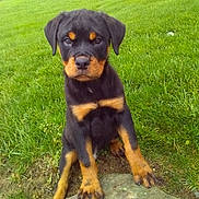 Felix is registered to the contest to win money with this photo: rottweiler, puppy, dog, grass, rock, outdoor, pet, animal, black, brown, cute, young, nature, canine, fur, ears, eyes, sitting, front_paws, looking