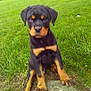 rottweiler, puppy, dog, grass, rock, outdoor, pet, animal, black, brown, cute, young, nature, canine, fur, ears, eyes, sitting, front_paws, looking