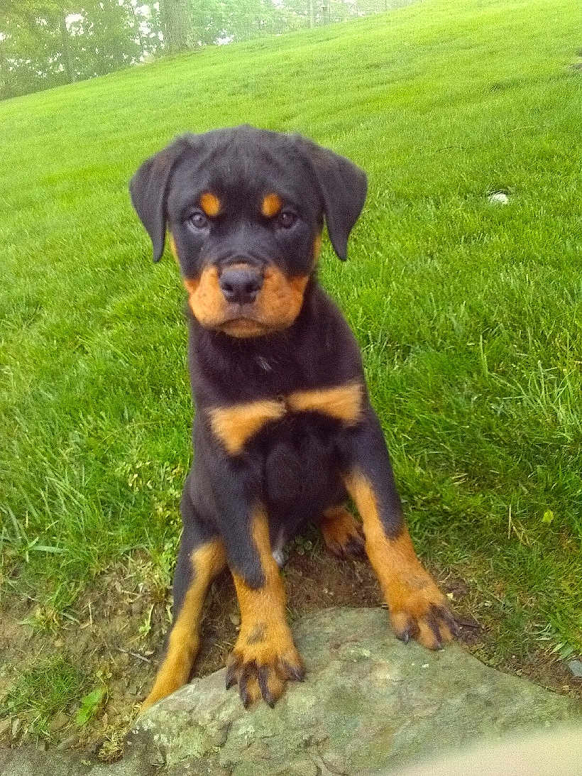Felix is registered to the contest to win money with this photo: rottweiler, puppy, dog, grass, rock, outdoor, pet, animal, black, brown, cute, young, nature, canine, fur, ears, eyes, sitting, front_paws, looking