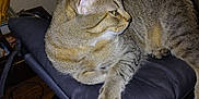 Tator Tot joined the competition — help win amazing prizes! animal, cat, cushion, domestic, ears, fur, furniture, household, indoor, looking_away, mammal, paw, pet, relaxed, resting, side_view, stool, tabby_cat, whiskers, wooden_floor