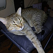 Tator Tot is registered to the contest to win money with this photo: animal, cat, chair, cozy, cushion, domestic, ears, feline, fur, household, indoor, paw, pet, relaxed, resting, sleepy, striped, tabby, whiskers, wood_floor