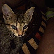 Sissy Girl is registered to the contest to win money with this photo: animal, blanket, cat, closeup, cozy, cute, domestic, ears, eyes, fur, human, indoor, kitten, leg, pattern, pet, resting, striped, whiskers, young