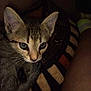 animal, blanket, cat, closeup, cozy, cute, domestic, ears, eyes, fur, human, indoor, kitten, leg, pattern, pet, resting, striped, whiskers, young