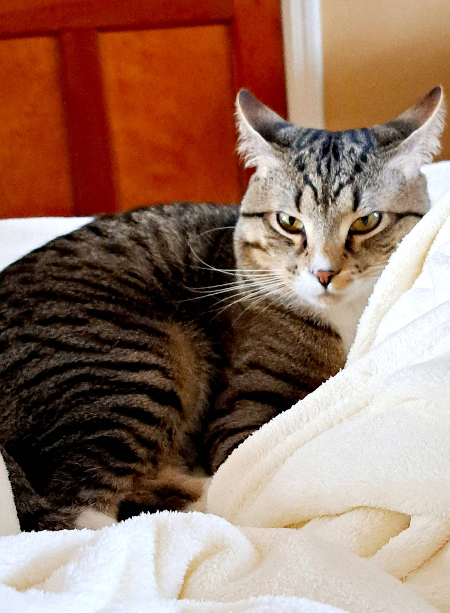 Magnus is registered to the contest to win money with this photo: carnivore, cat, cat_supply, claw, comfort, domestic_short_haired_cat, felidae, fur, nap, paw, sleep, small_to_medium_sized_cats, snout, terrestrial_animal, whiskers, wood