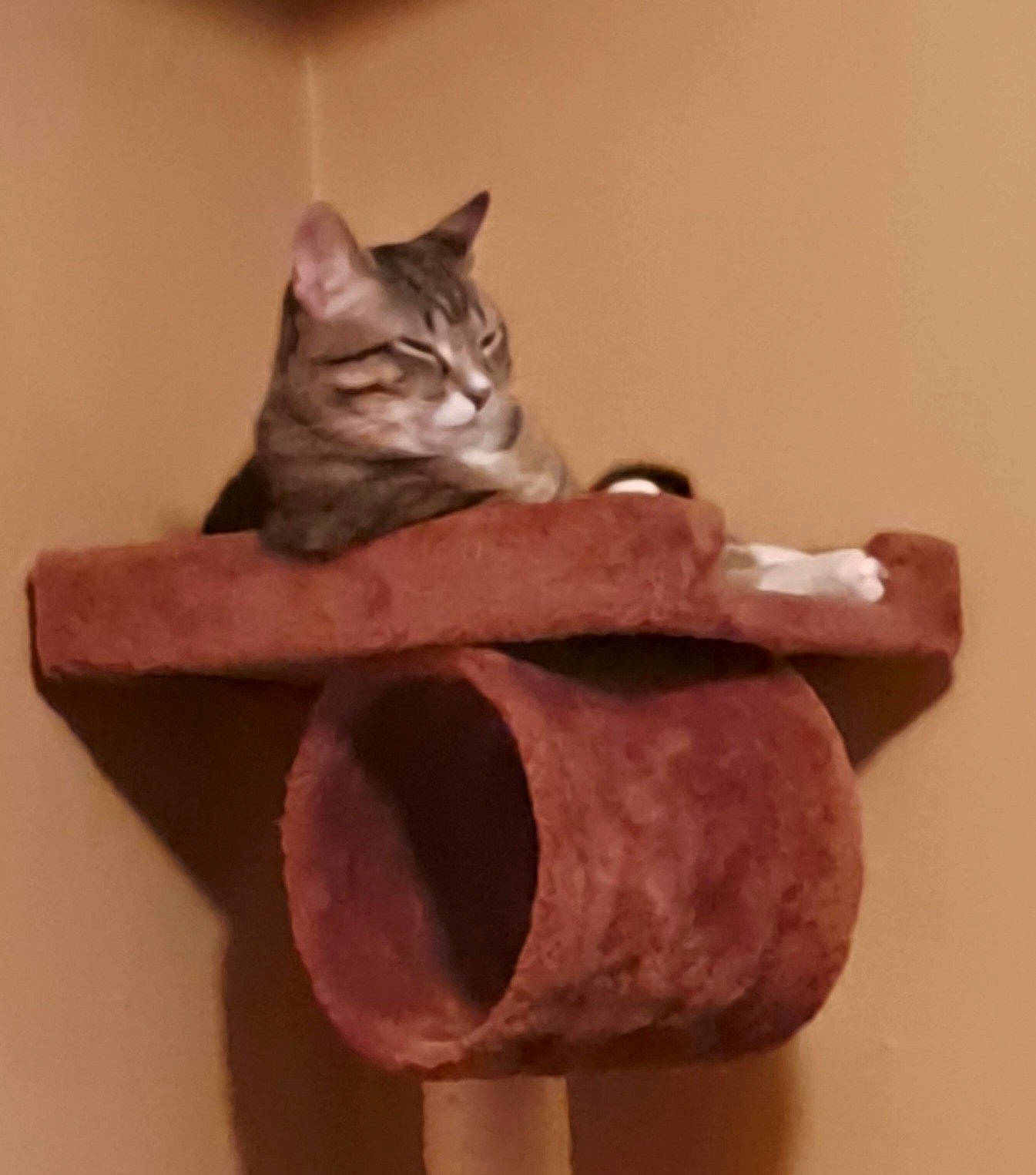 Magnus joined the competition — help win amazing prizes! art, artifact, carnivore, cat, cat_bed, cat_supply, cat_toy, domestic_short_haired_cat, fawn, felidae, fur, paw, pet_supply, sculpture, small_to_medium_sized_cats, snout, tail, terrestrial_animal, whiskers, wood