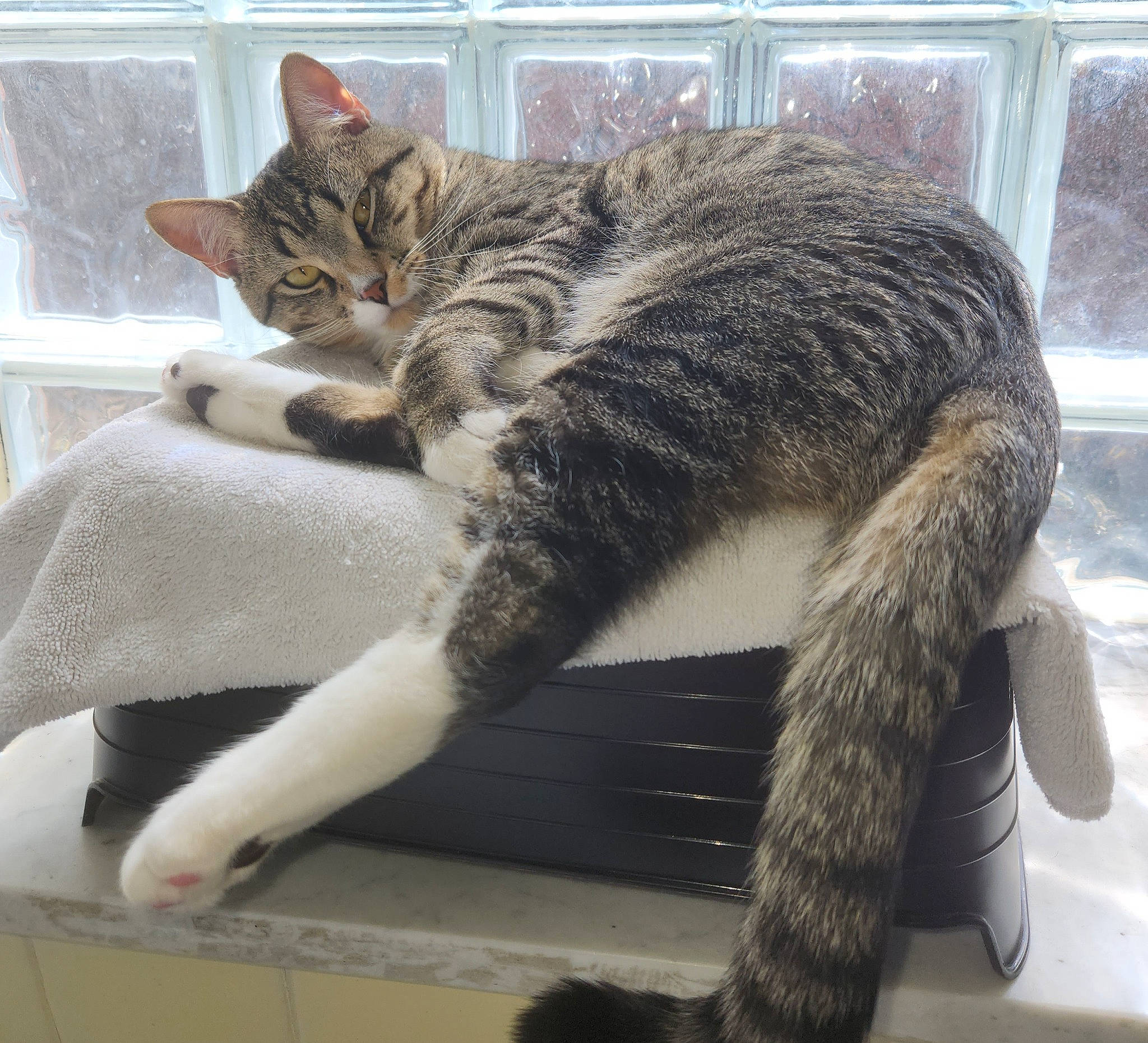 Magnus joined the competition — help win amazing prizes! carnivore, cat, claw, comfort, domestic_short_haired_cat, felidae, foot, fur, human_leg, mammal, paw, sitting, small_to_medium_sized_cats, snout, tail, terrestrial_animal, vertebrate, whiskers