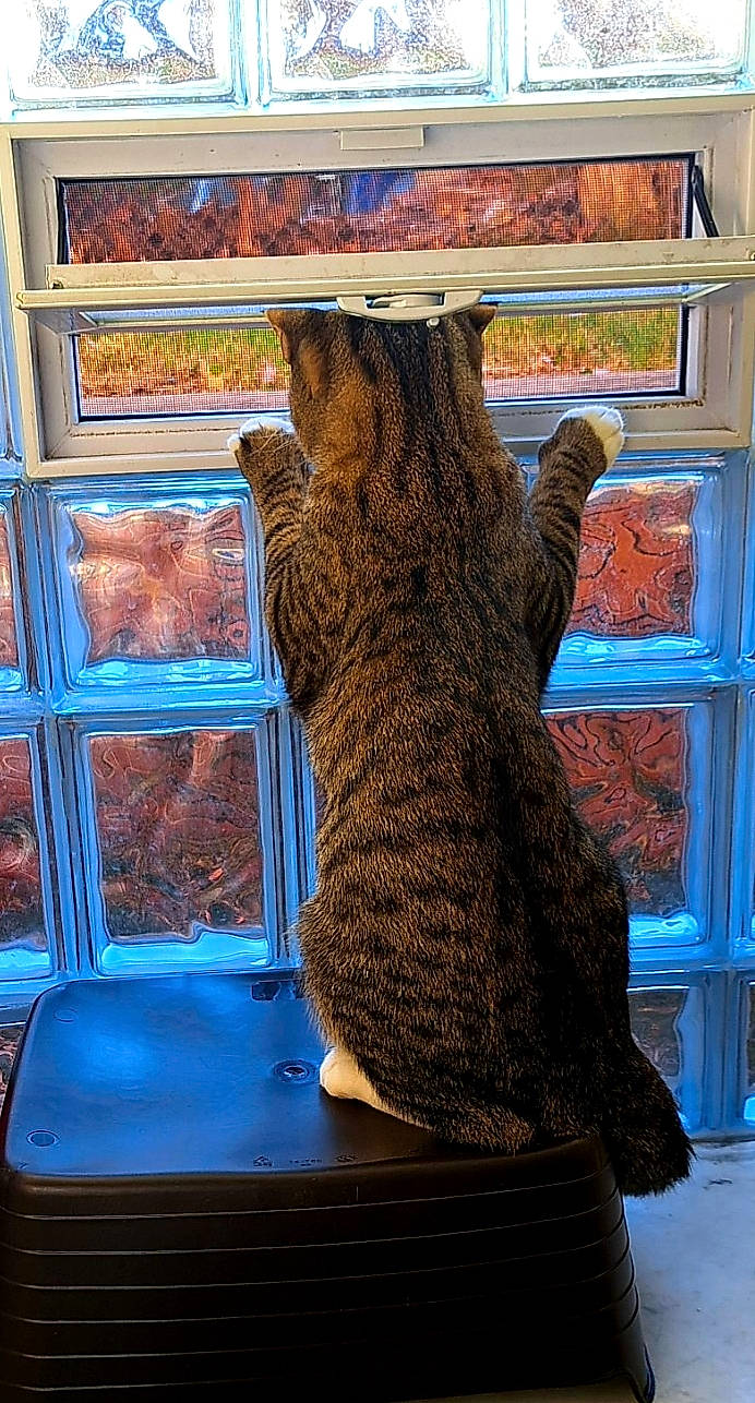 Magnus is registered to the contest to win money with this photo: art, carnivore, cat, domestic_short_haired_cat, electric_blue, felidae, fur, pattern, small_to_medium_sized_cats, stuffed_toy, tail, textile, trunk, vertebrate, visual_arts, whiskers, window, wood, wool, woolen