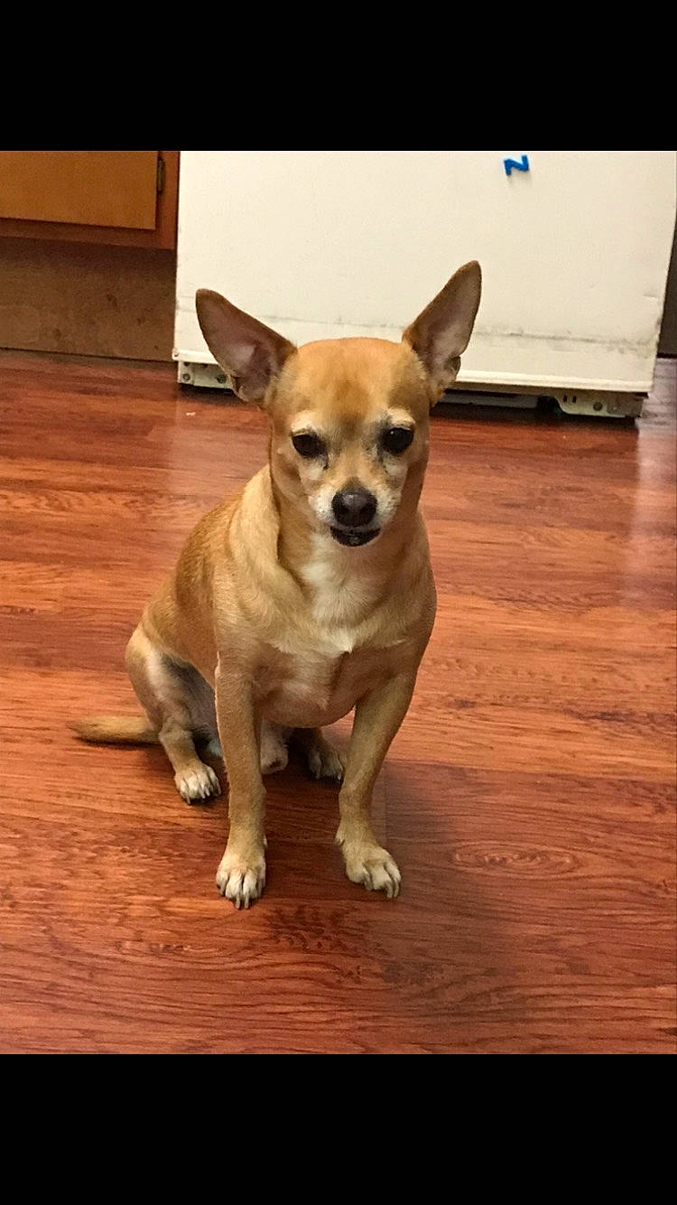 Me Trotter is registered to the contest to win money with this photo: canidae, carnivore, chihuahua, companion_dog, dog, dog_breed, dog_supply, fawn, floor, flooring, hardwood, head, paw, snout, sporting_group, tail, toy_dog, whiskers, wood, working_animal