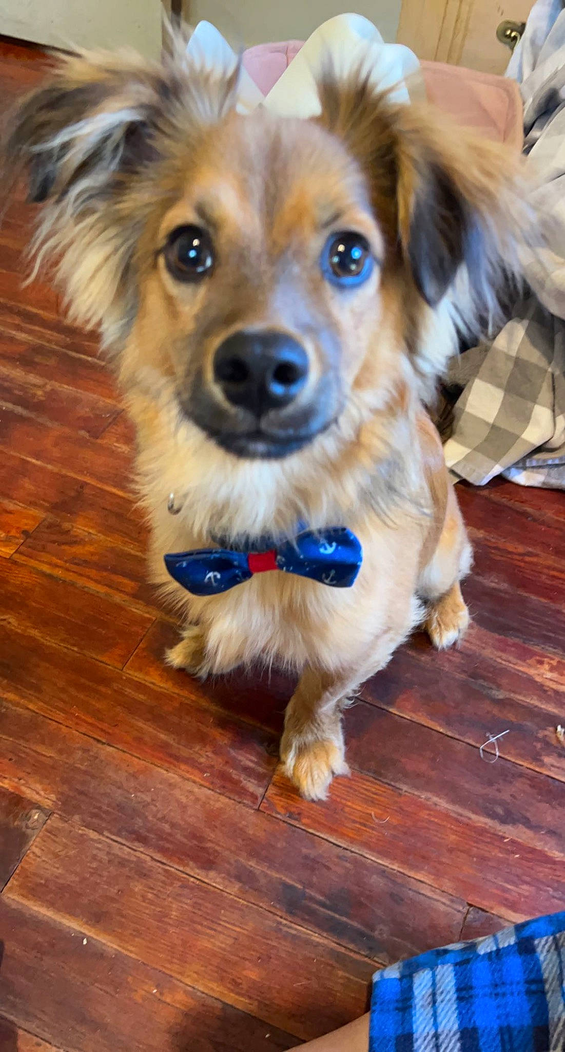 Horton joined the competition — help win amazing prizes! blue, canidae, carnivore, companion_dog, dog, dog_breed, dog_collar, electric_blue, fawn, firefighter, flooring, fur, hardwood, plant, snout, sporting_group, toy_dog, whiskers, wood, wood_stain