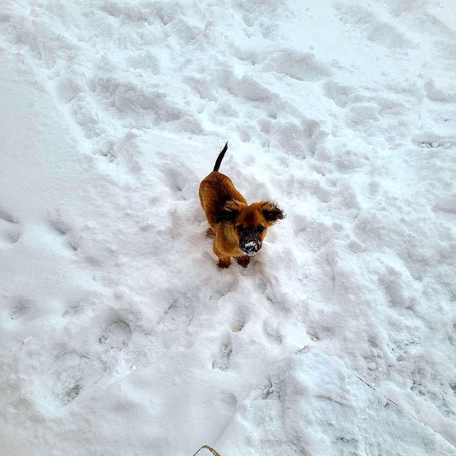 Horton joined the competition — help win amazing prizes! carnivore, dog, dog_breed, freezing, sand, snow, sporting_group, winter, working_dog