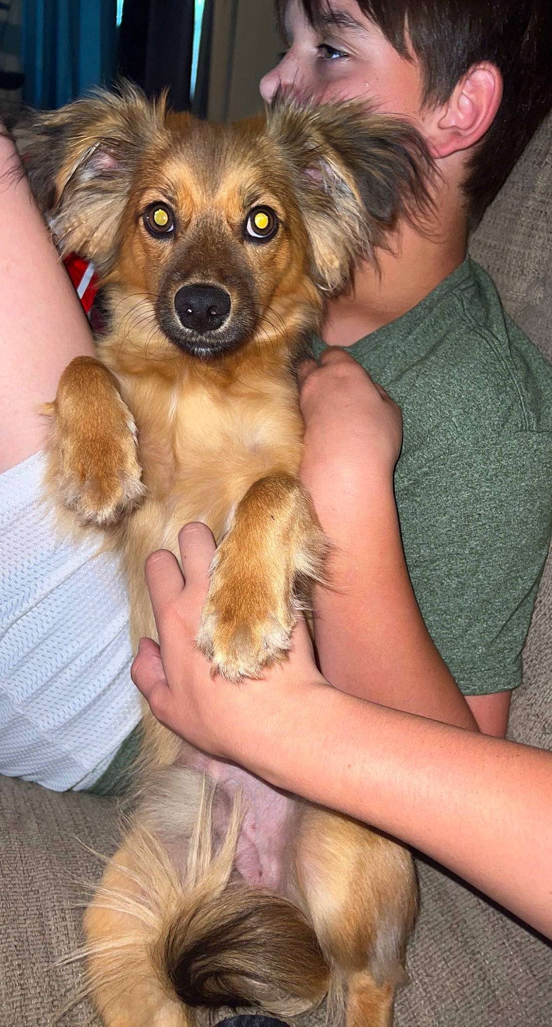 Horton is registered to the contest to win money with this photo: carnivore, comfort, companion_dog, dog, dog_breed, dog_supply, ear, fawn, fur, nail, paw, pet_supply, working_animal