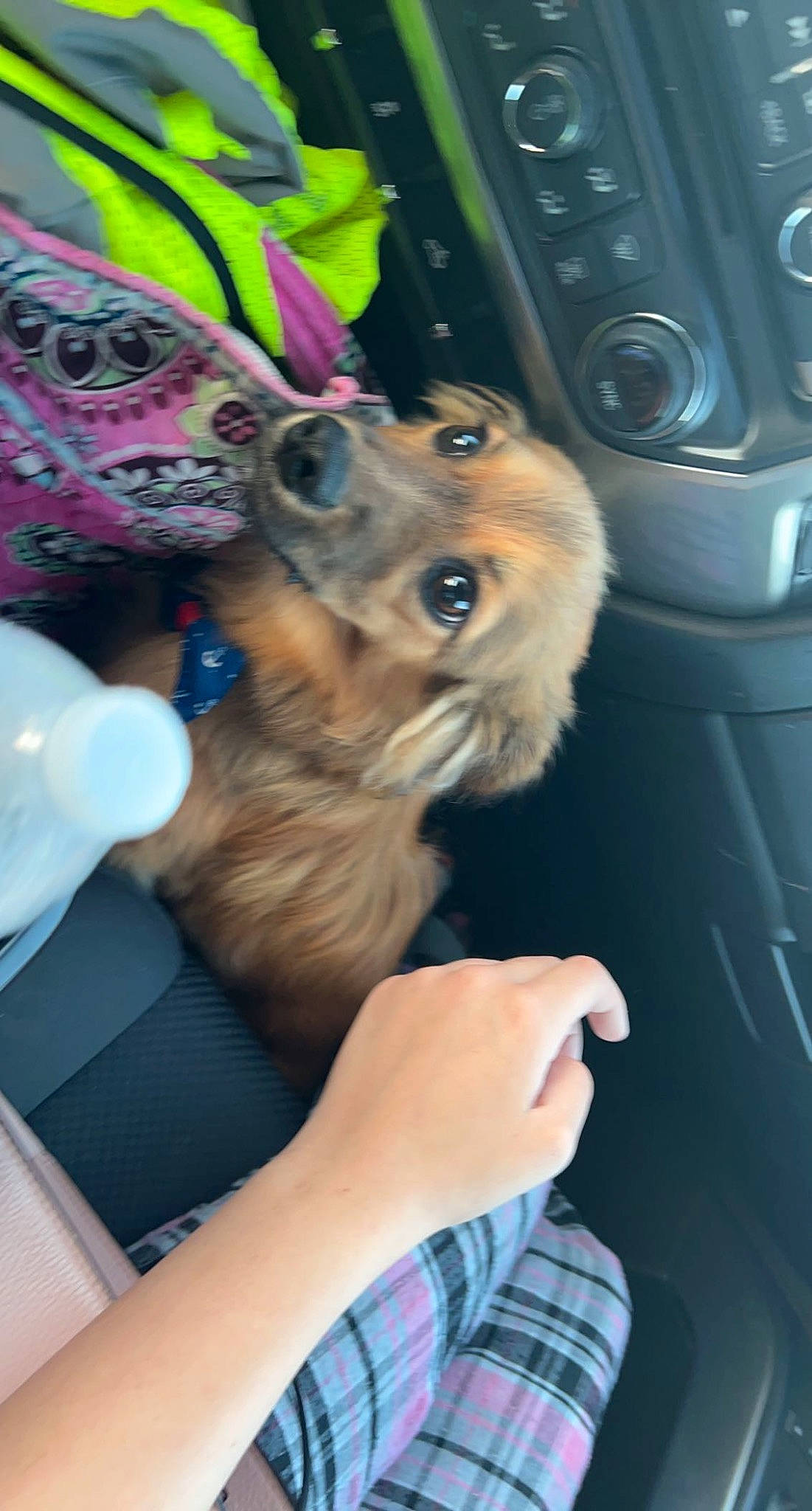 Horton is registered to the contest to win money with this photo: audio_equipment, canidae, carnivore, companion_dog, dog, dog_breed, dog_collar, dog_supply, eyewear, fawn, fur, gesture, loudspeaker, paw, snout, sporting_group, subwoofer, tartan, toy_dog, vehicle_door