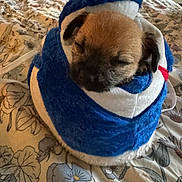 Dycee is registered to the contest to win money with this photo: animal, bed, bedroom, bedspread, black_muzzle, blanket, blue, brown_fur, cozy, dog, floppy_ears, floral, indoors, pet, plush, portrait, puppy, sleeping, small_dog, white