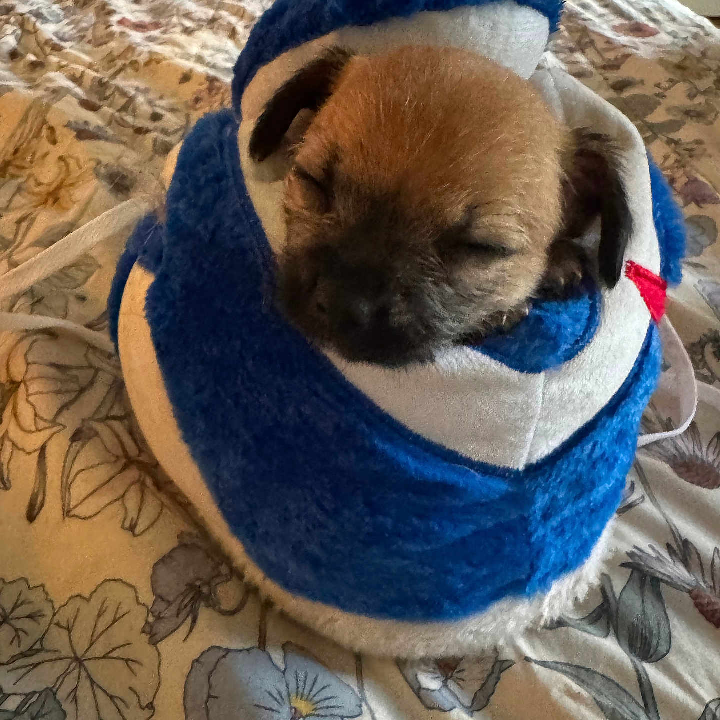 Dycee is registered to the contest to win money with this photo: animal, bed, bedroom, bedspread, black_muzzle, blanket, blue, brown_fur, cozy, dog, floppy_ears, floral, indoors, pet, plush, portrait, puppy, sleeping, small_dog, white