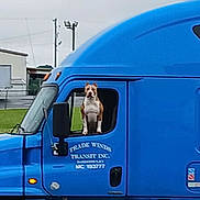 Bella joined the competition — help win amazing prizes! dog, truck, blue_truck, vehicle, window, outdoor, grass, building, overcast_sky, canine, transport, roadside, pet, animal, side_view, mirror, headlight, license_plate, door, parking