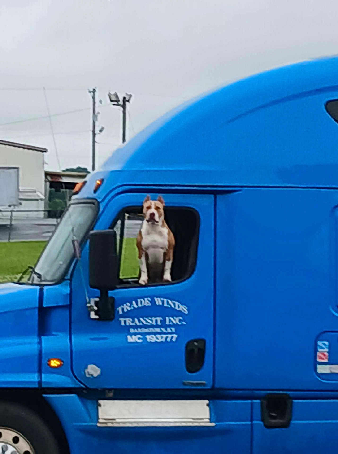 Bella joined the competition — help win amazing prizes! dog, truck, blue_truck, vehicle, window, outdoor, grass, building, overcast_sky, canine, transport, roadside, pet, animal, side_view, mirror, headlight, license_plate, door, parking