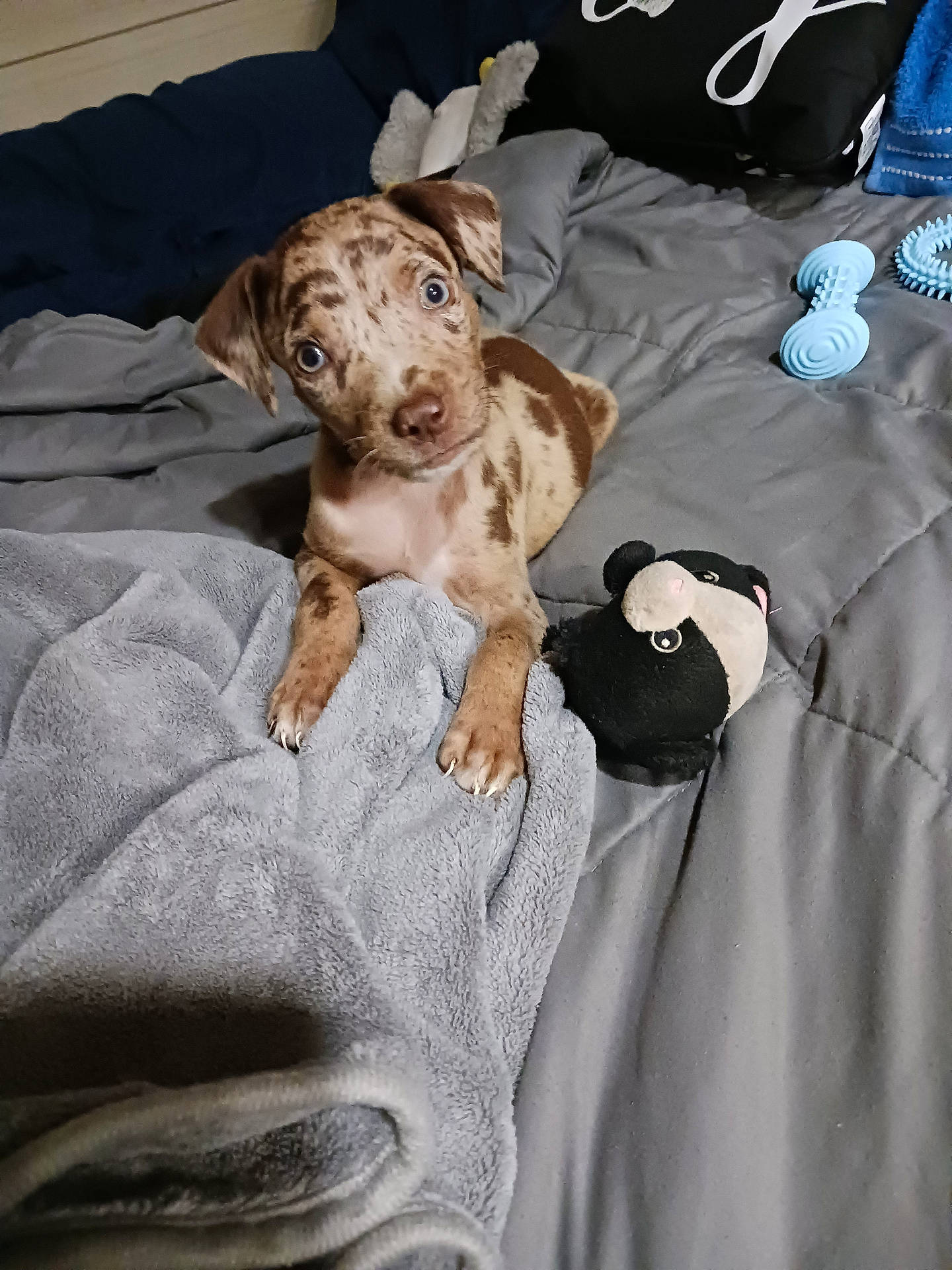 Doc Joe Williford joined the competition — help win amazing prizes! animal, bear, bed, bedroom, blanket, bulldog, canine, couch, dog, furniture, homedecor, hound, indoors, linen, pet, pitbull, pointer, puppy, quilt, room