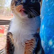 Dart joined the competition — help win amazing prizes! cat, calico_cat, close_up, window, window_screen, tongue_out, curious, playful, pet, feline, animal, fur, whiskers, indoor, blue_curtain, stars_pattern, sunlight, daylight, portrait, domestic_cat