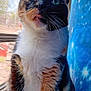 cat, calico_cat, close_up, window, window_screen, tongue_out, curious, playful, pet, feline, animal, fur, whiskers, indoor, blue_curtain, stars_pattern, sunlight, daylight, portrait, domestic_cat
