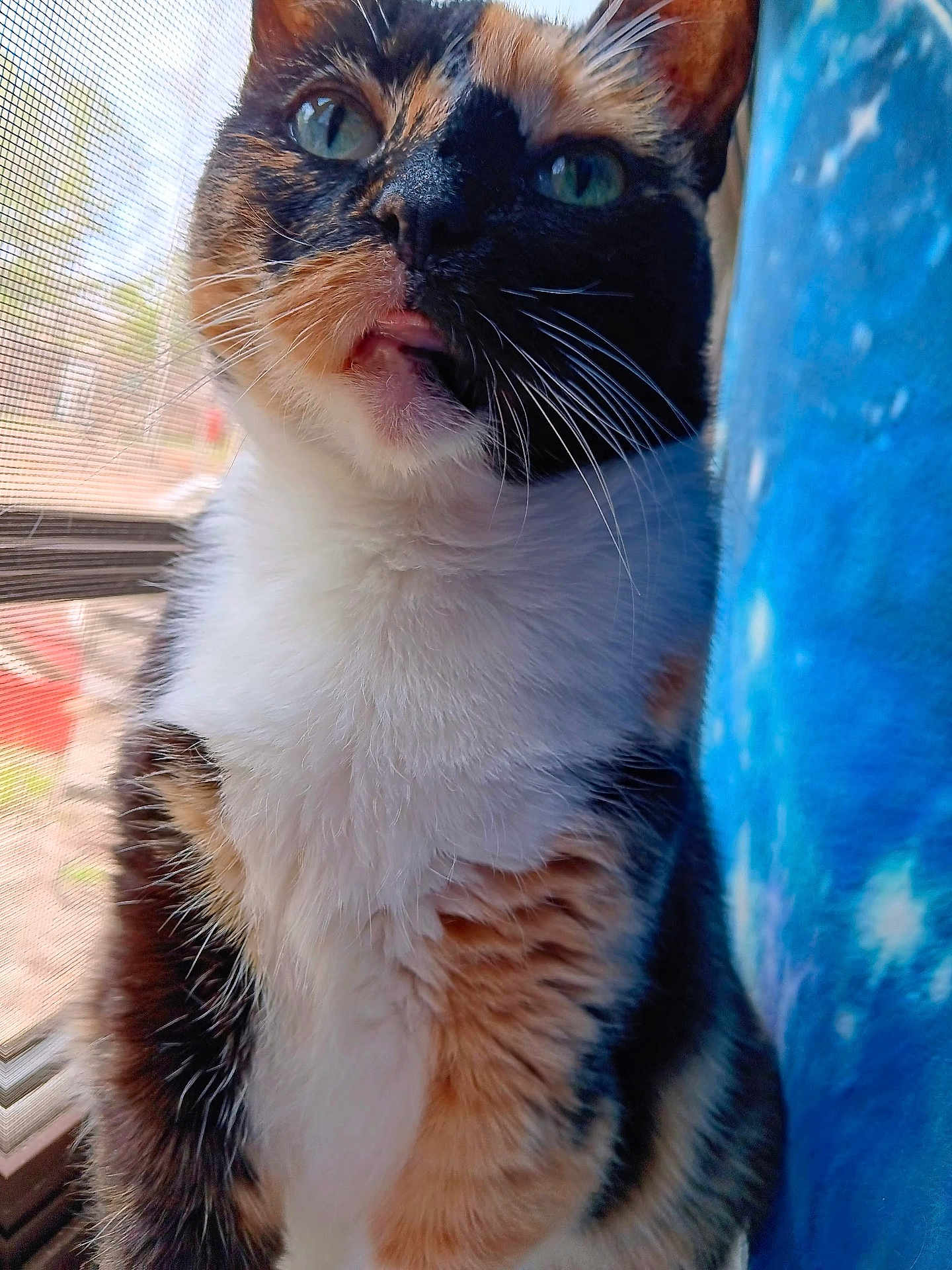 Dart joined the competition — help win amazing prizes! cat, calico_cat, close_up, window, window_screen, tongue_out, curious, playful, pet, feline, animal, fur, whiskers, indoor, blue_curtain, stars_pattern, sunlight, daylight, portrait, domestic_cat
