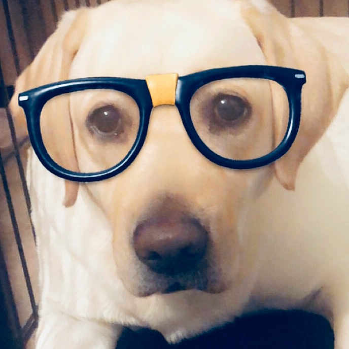 Cona joined the competition — help win amazing prizes! canidae, carnivore, companion_dog, cool, dog, dog_breed, eyebrow, eyewear, face, glasses, head, labrador_retriever, nose, puppy, puppy_love, retriever, selfie, smile, snout, sporting_group