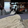 Schmittens is registered to the contest to win money with this photo: animal, black_and_white_cat, blanket, cat, couch, cozy, domestic_cat, fairy_lights, floor, furniture, glass_coffee_table, home_decor, indoor, living_room, pet, reflection, relaxed, remote_control, sign, window