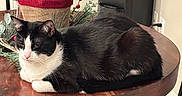 Schmittens joined the competition — help win amazing prizes! black_and_white_cat, black_chair, cat, chair, cozy, decoration, domestic_cat, floor_tiles, furniture, green_plant, home, indoor, pet, plant_pot, potted_plant, relaxing, resting, table, water_dispenser, wooden_table