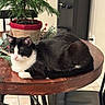 Schmittens joined the competition — help win amazing prizes! black_and_white_cat, black_chair, cat, chair, cozy, decoration, domestic_cat, floor_tiles, furniture, green_plant, home, indoor, pet, plant_pot, potted_plant, relaxing, resting, table, water_dispenser, wooden_table