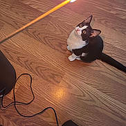 Schmittens is registered to the contest to win money with this photo: animal, attention, black_and_white, cable, cat, cozy, curious, domestic, fire, flame, flooring, heating_appliance, household, indoor, looking_up, pet, sitting, small, warm, wooden_floor