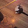 animal, attention, black_and_white, cable, cat, cozy, curious, domestic, fire, flame, flooring, heating_appliance, household, indoor, looking_up, pet, sitting, small, warm, wooden_floor