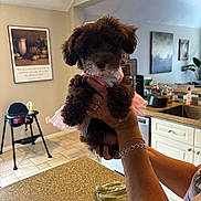 Truffles joined the competition — help win amazing prizes! puppy, dog, tutu, pink, person, hand, kitchen, countertop, high_chair, floor, cabinet, sink, decor, wall_art, bracelet, ring, indoor, tile_floor, houseplant, appliance