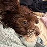 animal, blanket, brown_dog, close_up, comfort, cozy, curious_eyes, cute, dog, fluffy, fur, home, indoors, pet, portrait, relaxed, resting, snuggled, soft_texture, warm