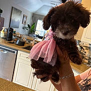 Truffles joined the competition — help win amazing prizes! appliance, bracelet, counter, curtains, cute, decor, dishwasher, dog, fur, furniture, hand, indoor, kitchen, light, person, pet, pink_tutu, plant, puppy, window