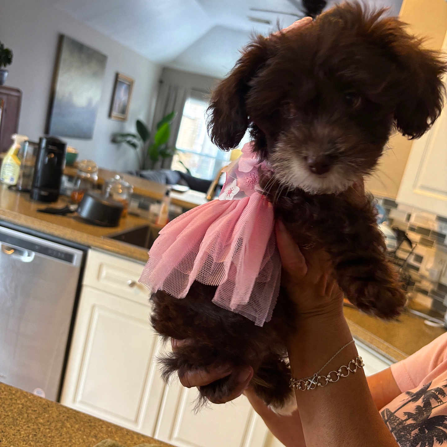 Truffles joined the competition — help win amazing prizes! appliance, bracelet, counter, curtains, cute, decor, dishwasher, dog, fur, furniture, hand, indoor, kitchen, light, person, pet, pink_tutu, plant, puppy, window