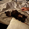 Truffles joined the competition — help win amazing prizes! animal, bed, blanket, cozy, cute, dog, fur, hand, home, indoor, napping, puppet, puppy, relaxing, rest, sleeping, small, sock, soft, texture