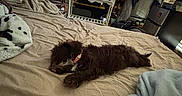 Truffles joined the competition — help win amazing prizes! bed, blanket, blankets, carpet, collar, cozy, curtains, dog, furniture, indoor, jacket, pet, refrigerator, remote_control, room, shelf, sleeping, technology, television, window