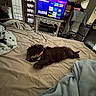 bed, blanket, blankets, carpet, collar, cozy, curtains, dog, furniture, indoor, jacket, pet, refrigerator, remote_control, room, shelf, sleeping, technology, television, window