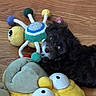 animal, black_dog, companion, cozy, crocheted_toy, cute, dog, floor, indoor, lying_down, pet, playful, plush_toys, puppy, small_dog, soft_toys, toy, wooden_floor, yellow_plush, young_dog