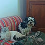 cat, dog, couch, striped_couch, blanket, indoor, wooden_cabinet, pet, furry, relaxed, curious, blue_eyes, black_and_white_dog, cozy, living_room, companion, furniture, domestic_animal, resting, cute